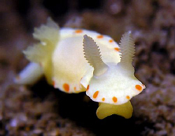 Noumea sulphurea, Bare Island by Doug Anderson 